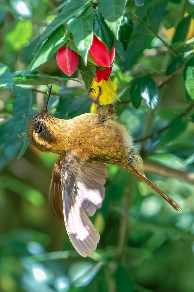 Colibri moucheté - ML617262137