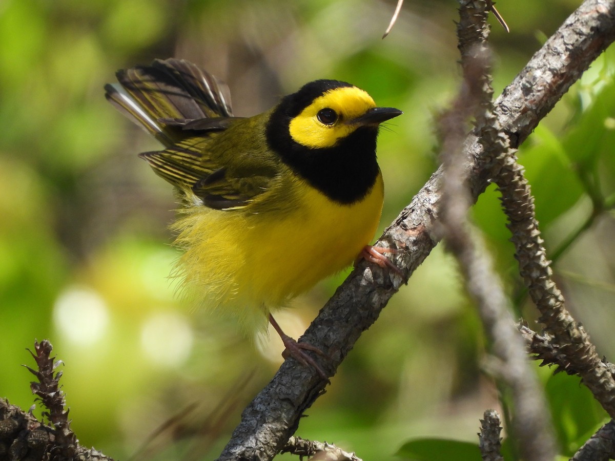 Hooded Warbler - ML617262149