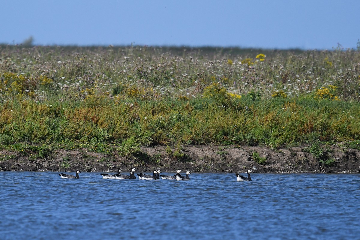 Barnacle Goose - ML617262213