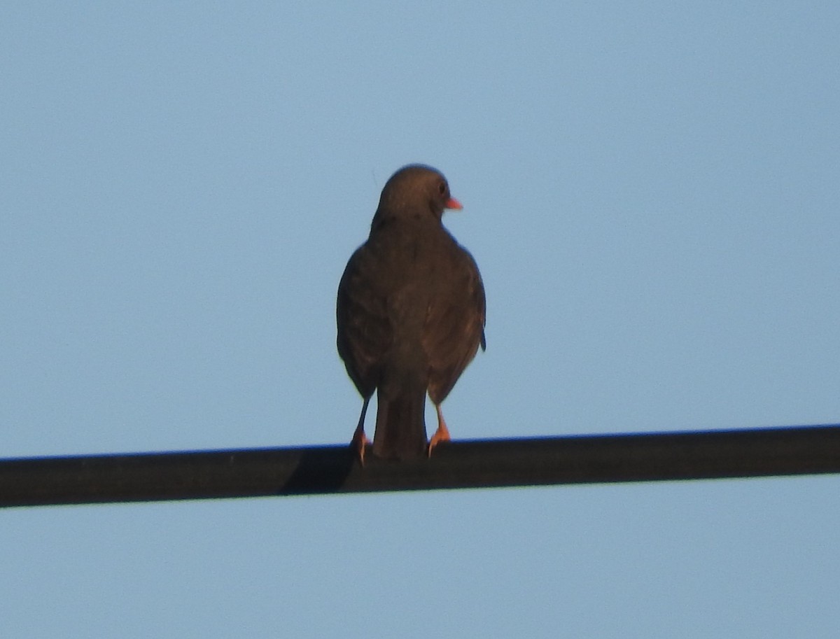 Abyssinian Thrush - ML617262226