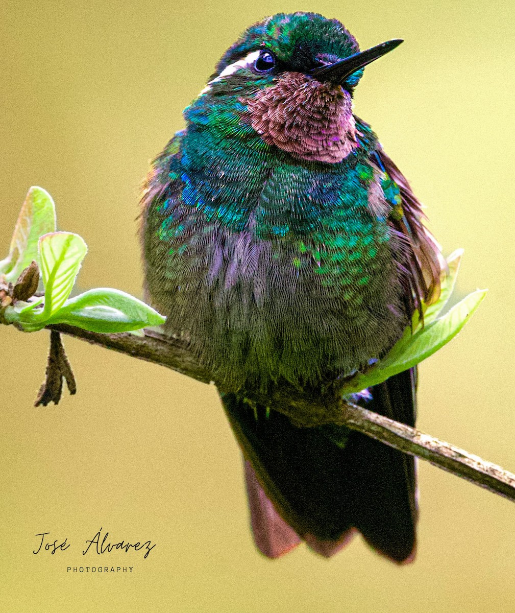 Purple-throated Mountain-gem - ML617262230