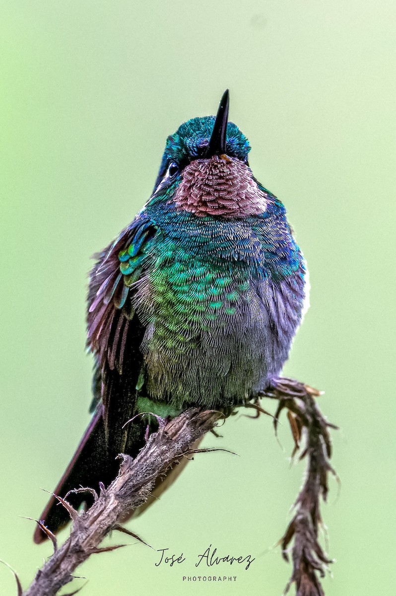 kolibřík fialovohrdlý - ML617262231