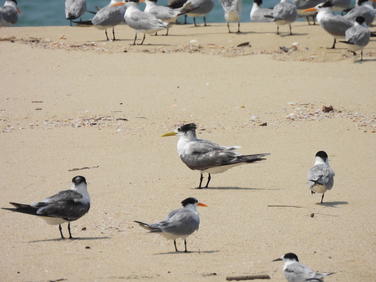 Great Crested Tern - ML617262274