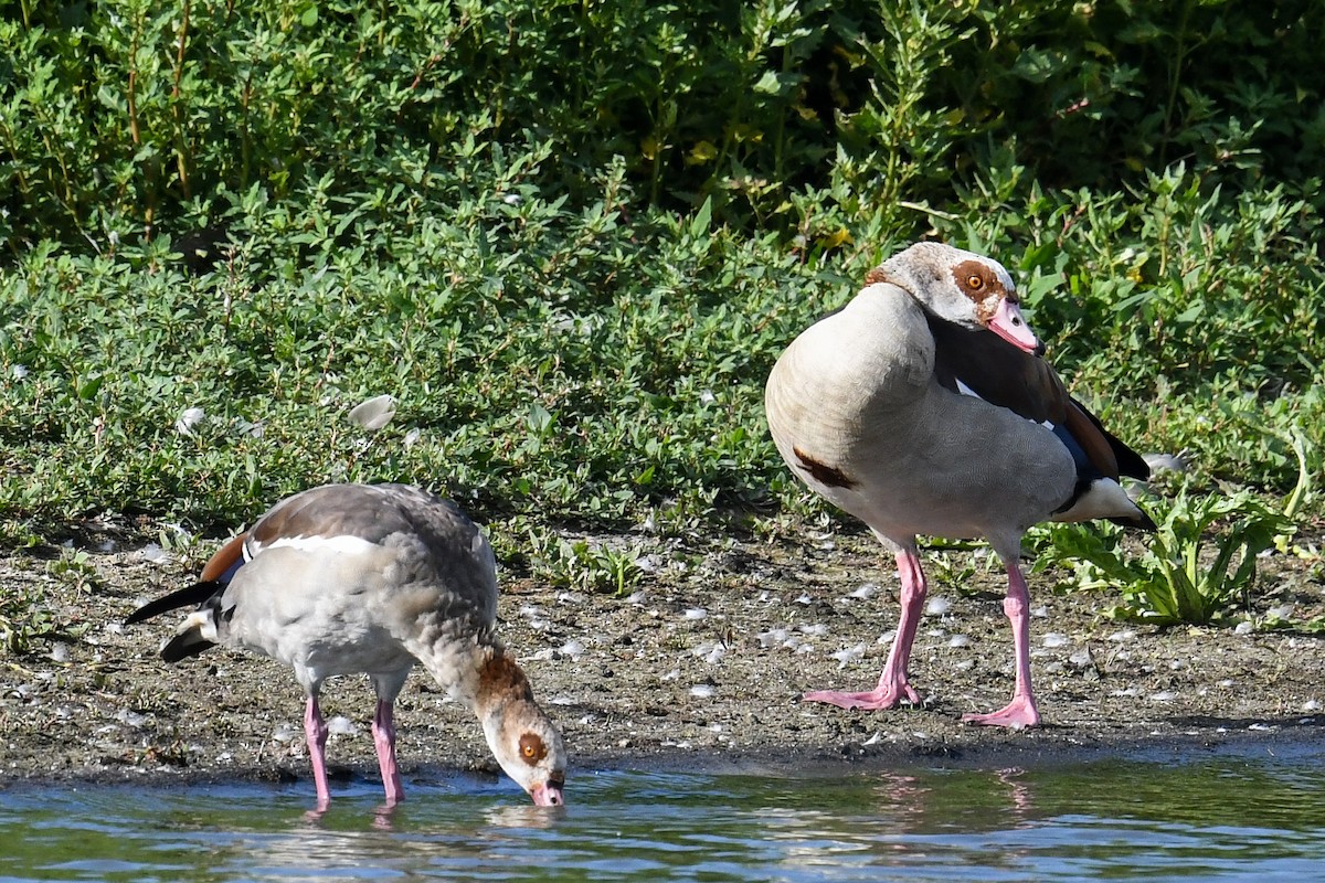 Egyptian Goose - ML617262289