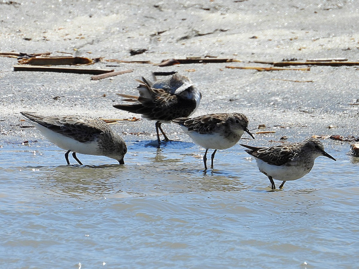 Least Sandpiper - ML617262293