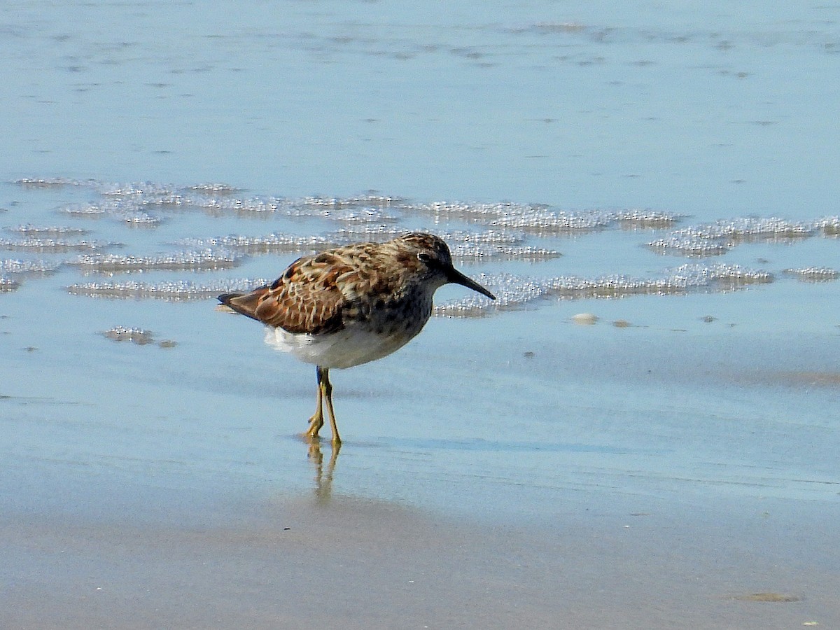 Least Sandpiper - ML617262310