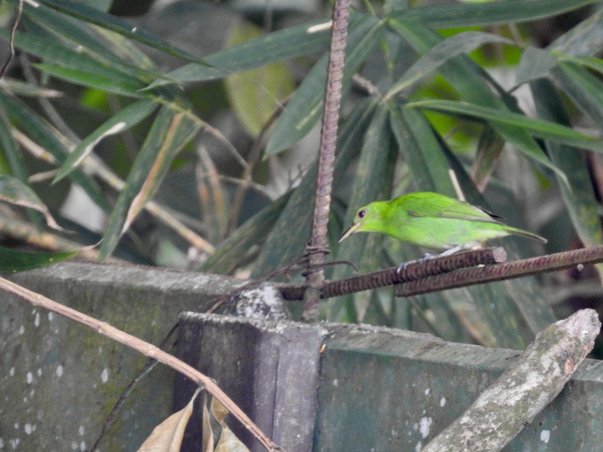 Green Honeycreeper - ML617262318