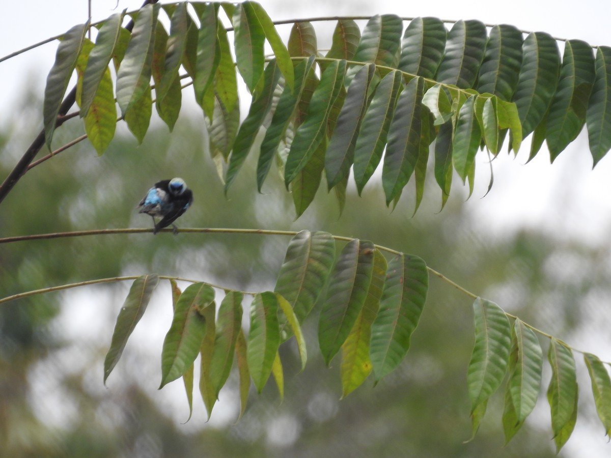 Golden-hooded Tanager - ML617262366