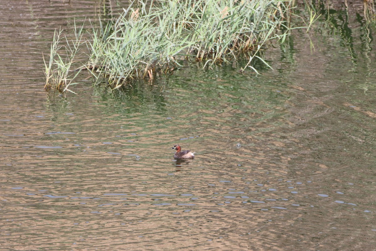 Little Grebe - ML617262367