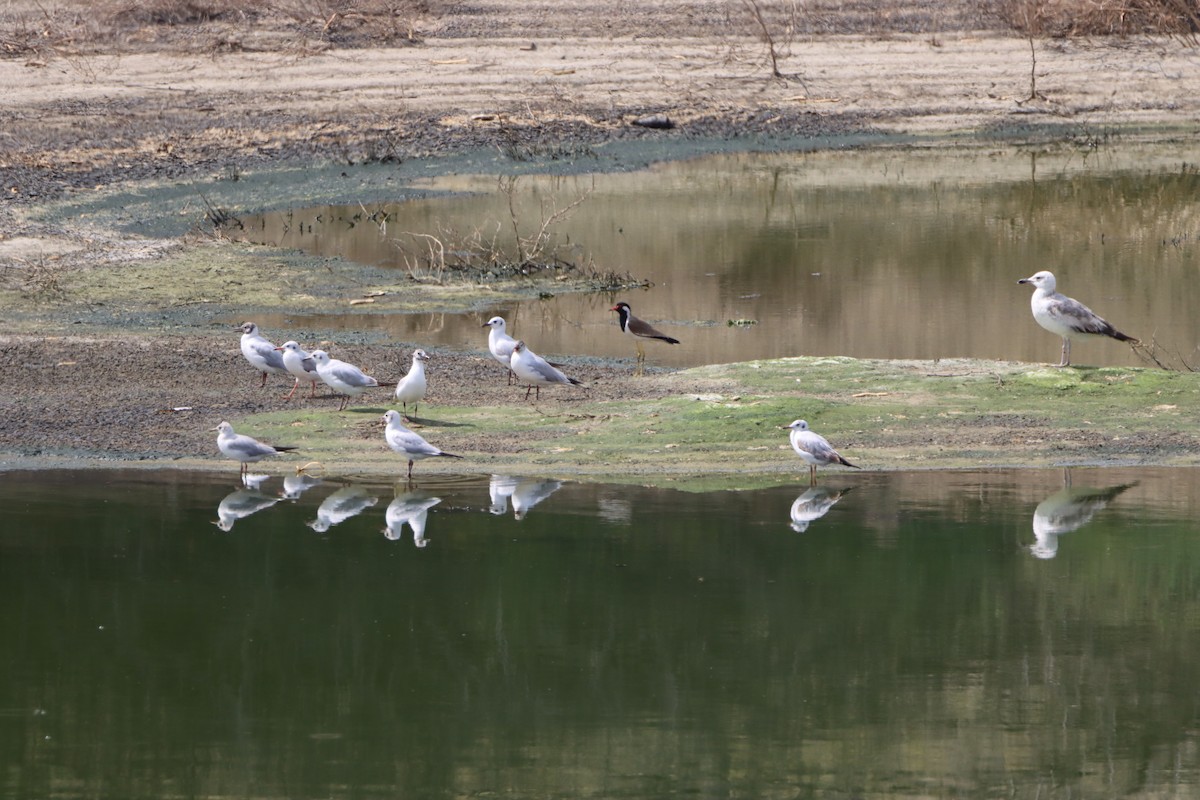 Black-headed Gull - ML617262429