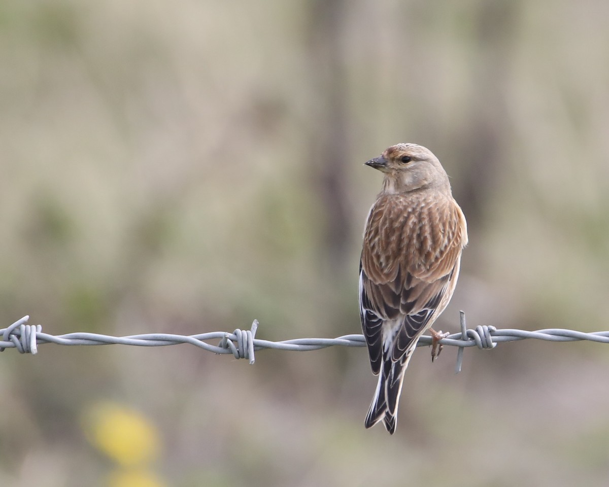 Eurasian Linnet - ML617262431