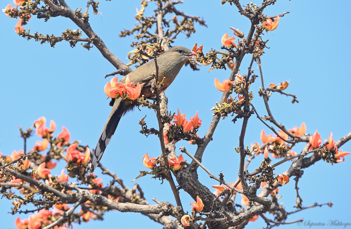 Sirkeer Malkoha - Supratim Mukherjee