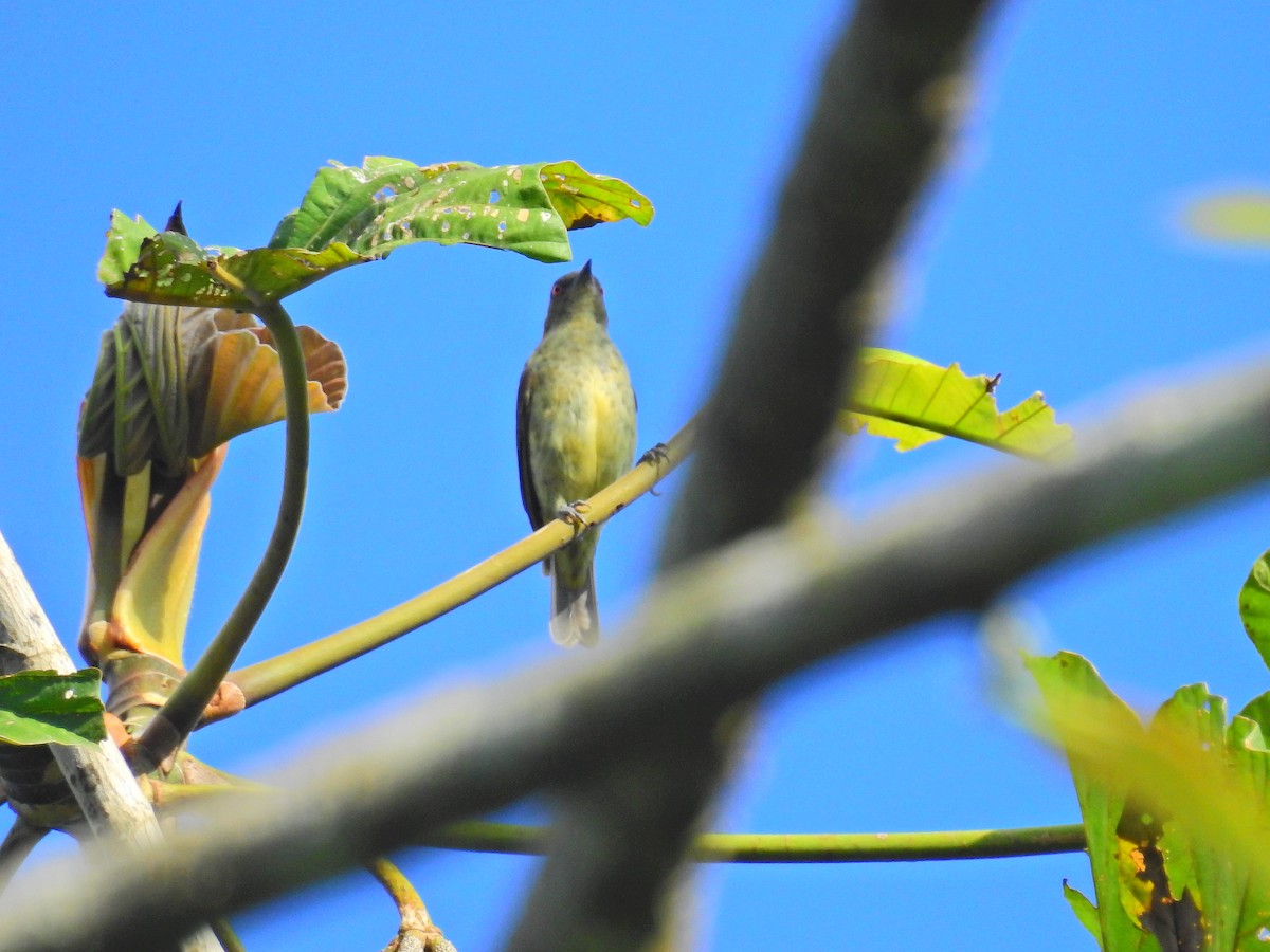 Dacnis à ventre jaune - ML617262488