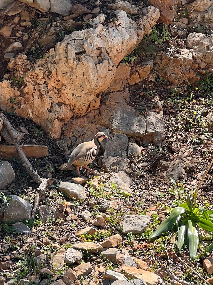 Chukar - ML617262501