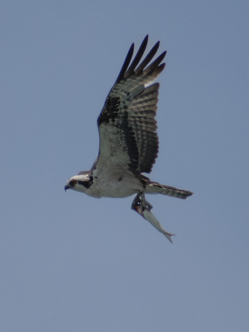 Balbuzard pêcheur - ML617262570