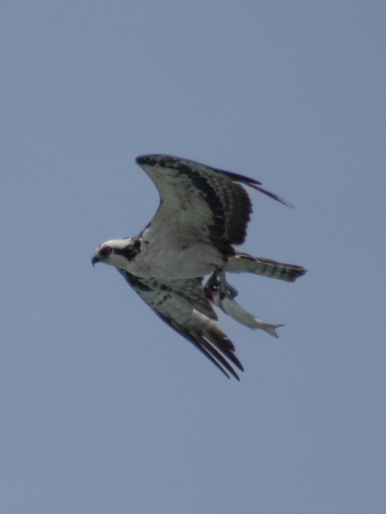 Balbuzard pêcheur - ML617262571