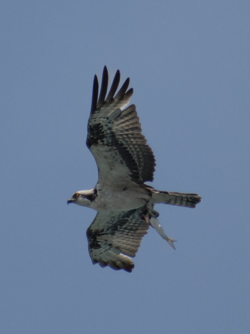 Balbuzard pêcheur - ML617262572