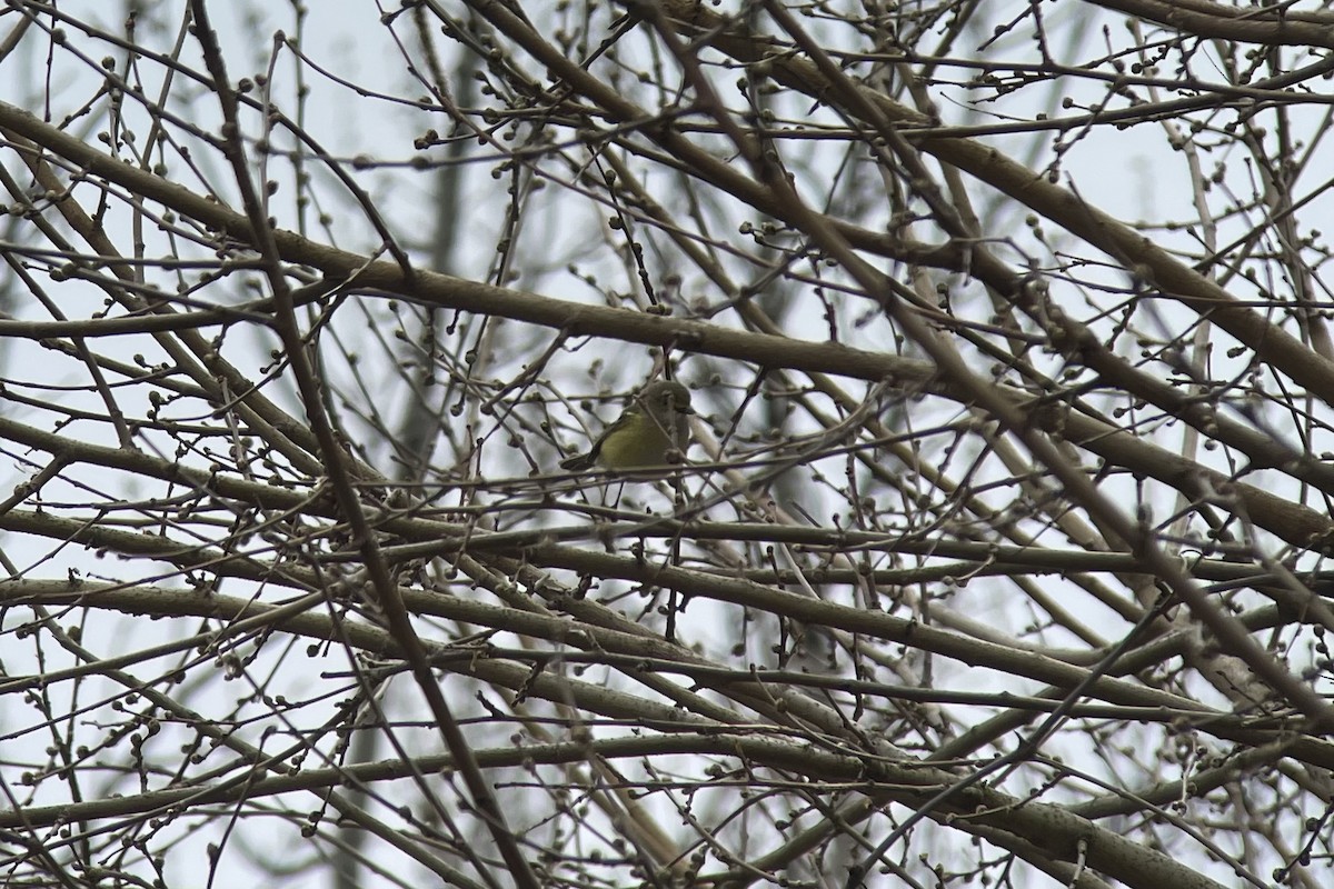 White-eyed Vireo - ML617262616