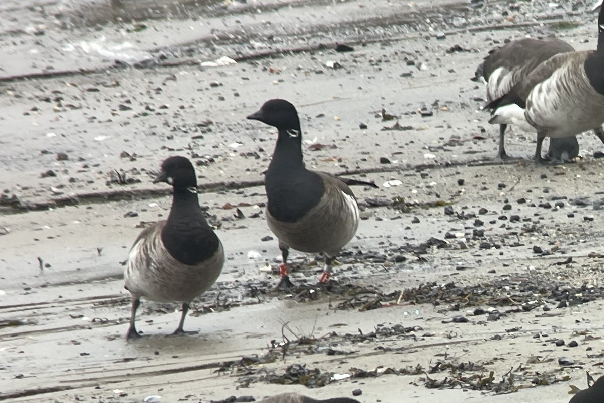 Brant (Atlantic) - ML617262633