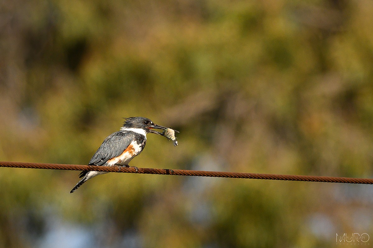 Belted Kingfisher - ML617262636