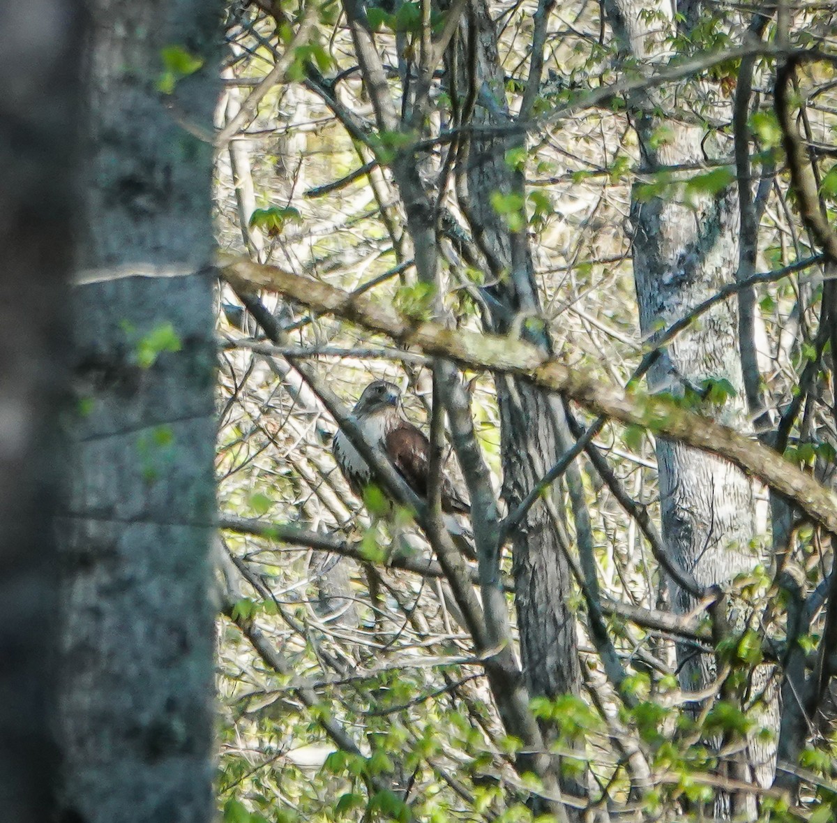 Red-tailed Hawk - ML617262646