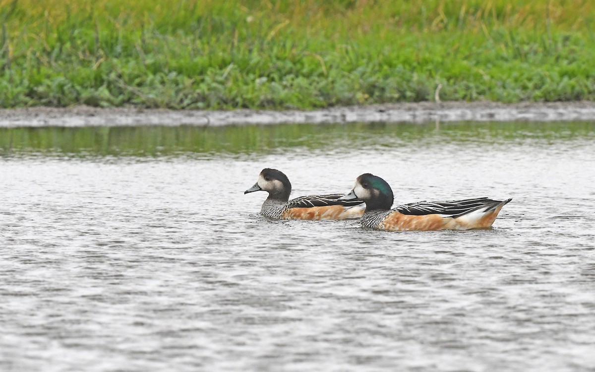 Canard de Chiloé - ML617262670