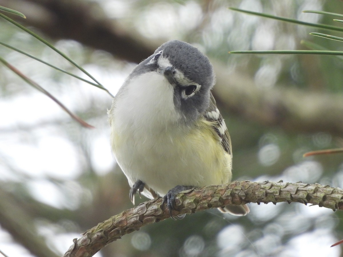 Mavi Başlı Vireo - ML617262707