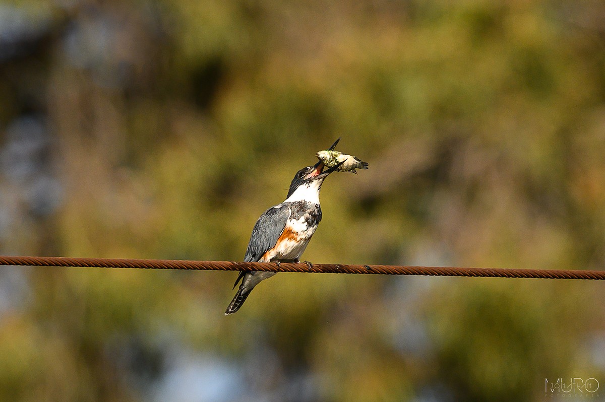 Belted Kingfisher - ML617262712