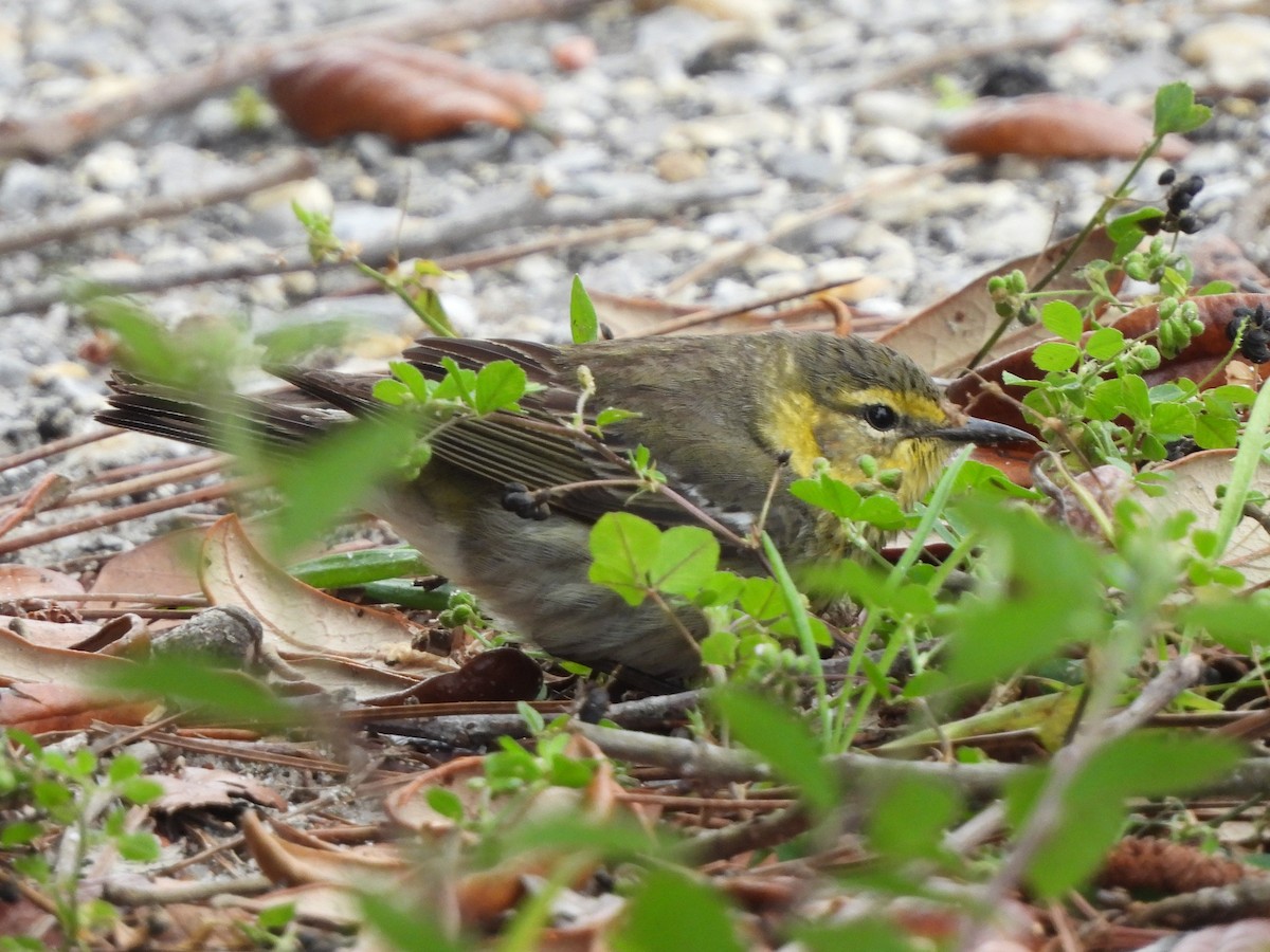 Cape May Warbler - ML617262751