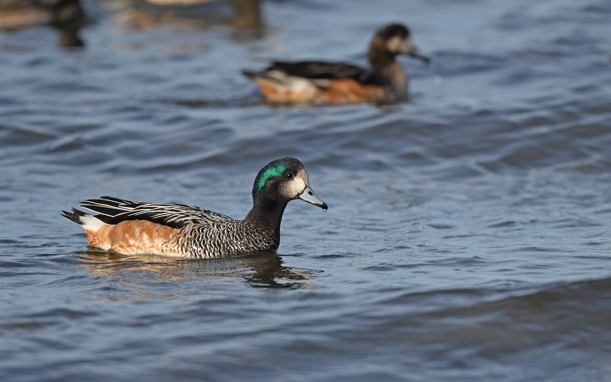 Chiloe Wigeon - Christoph Moning