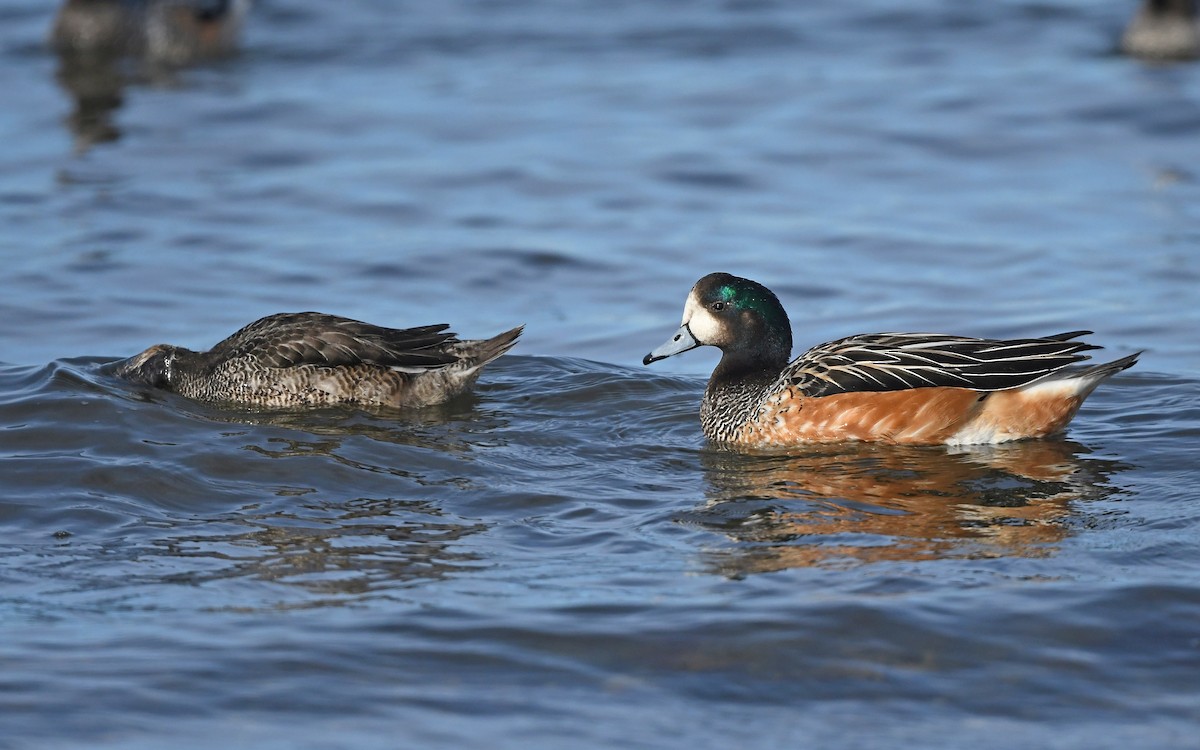 Chiloe Wigeon - Christoph Moning