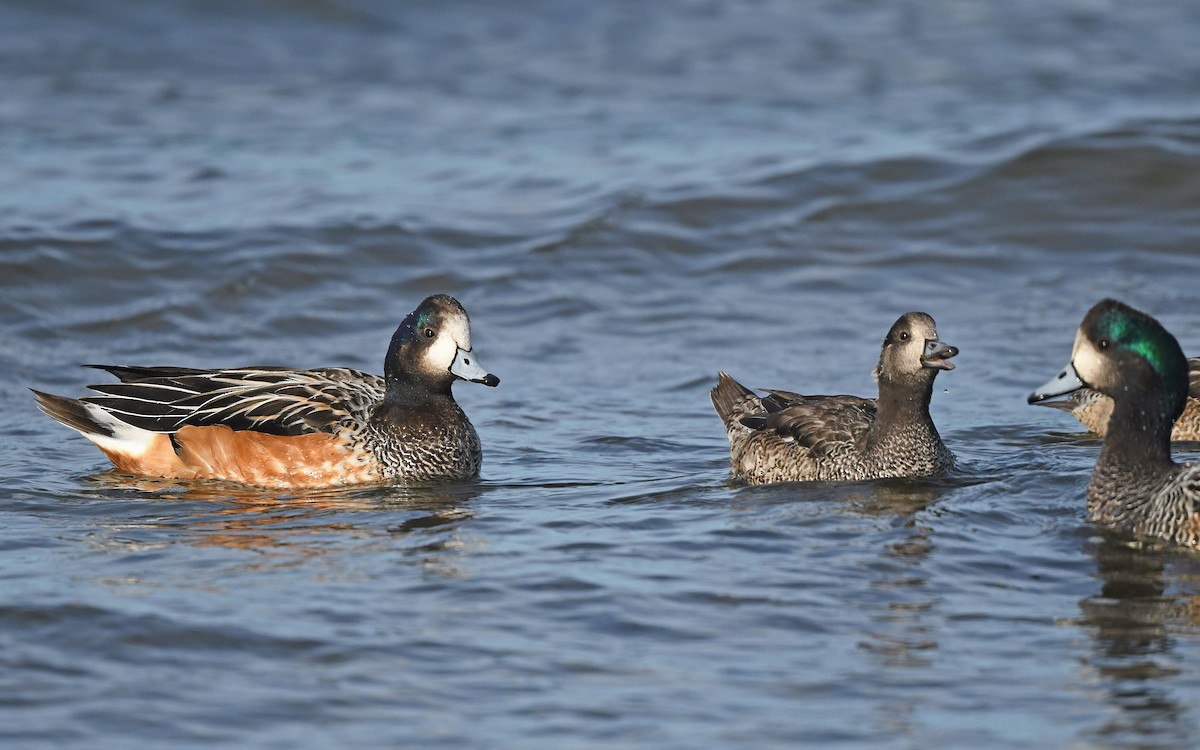 Chiloe Wigeon - Christoph Moning