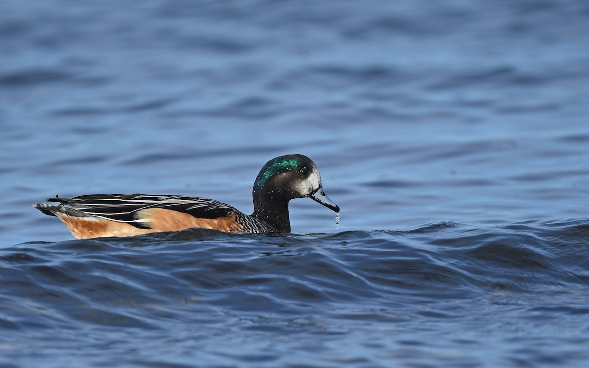 Chiloe Wigeon - Christoph Moning