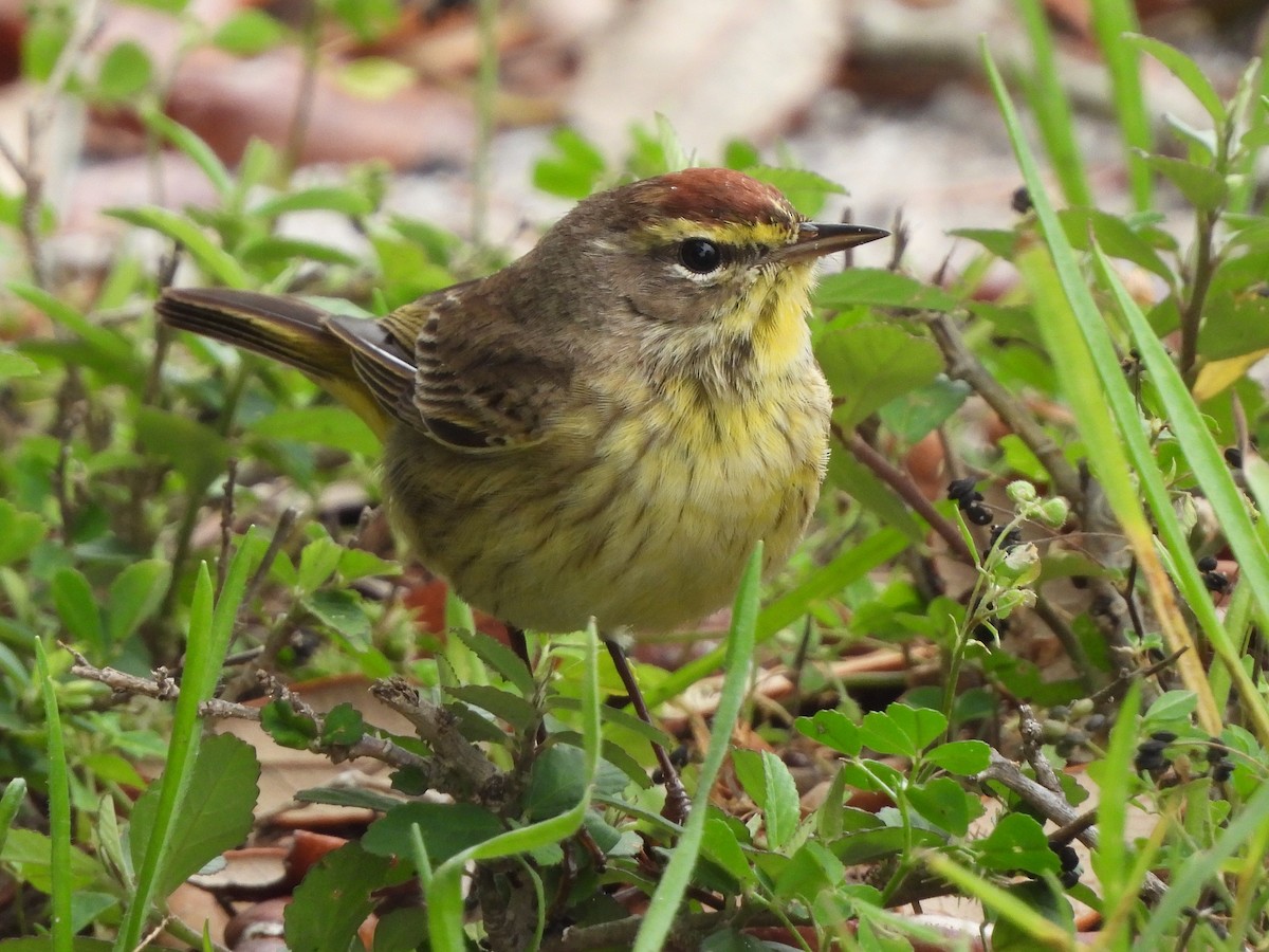 Palm Warbler - ML617262784