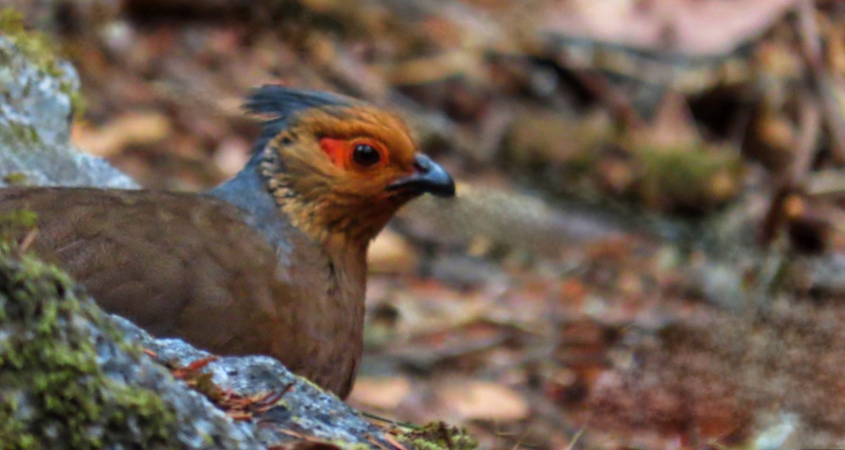 Blood Pheasant - ML617262789