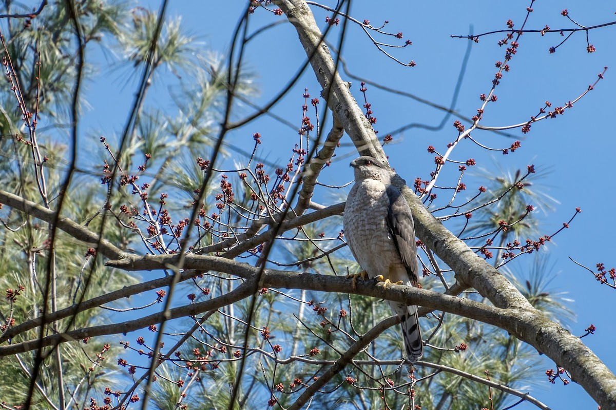 Cooper's Hawk - Roger Roy