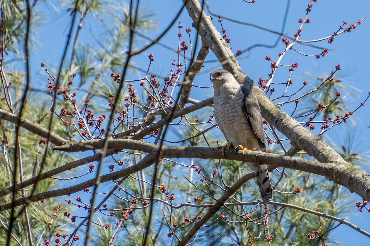 Cooper's Hawk - ML617262809