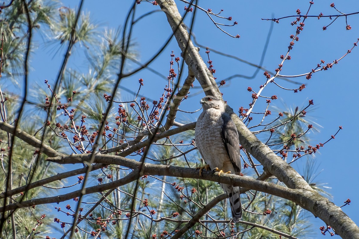 Cooper's Hawk - ML617262810