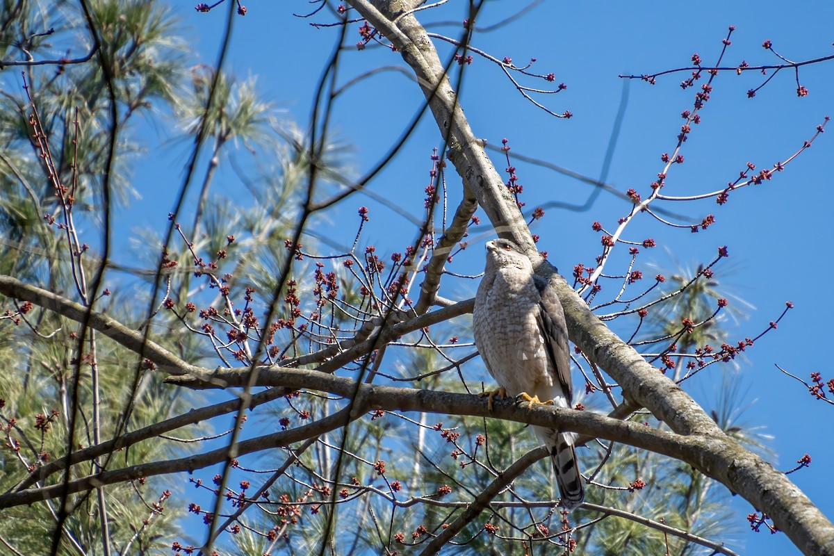 Cooper's Hawk - ML617262812