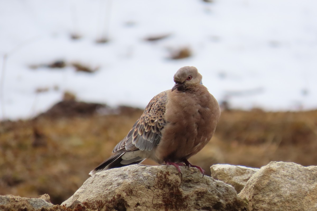 Oriental Turtle-Dove - ML617262813