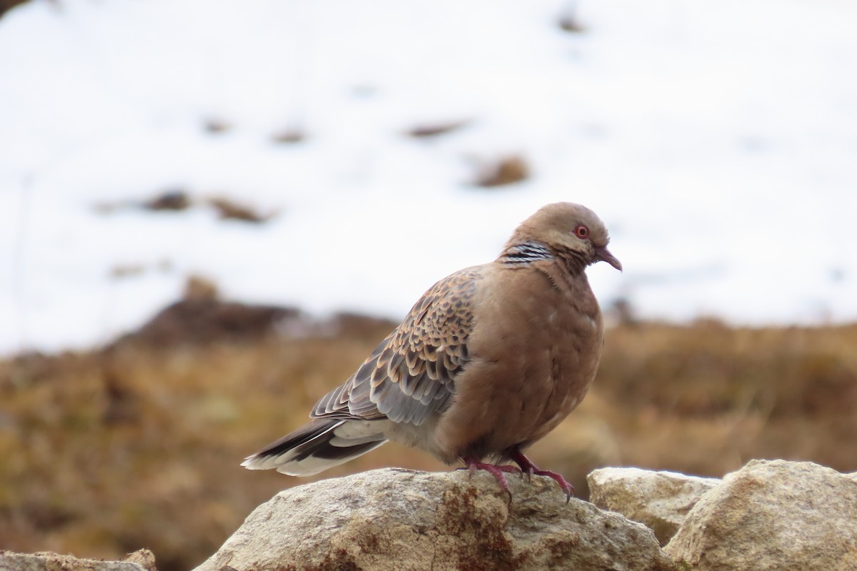 Oriental Turtle-Dove - ML617262814