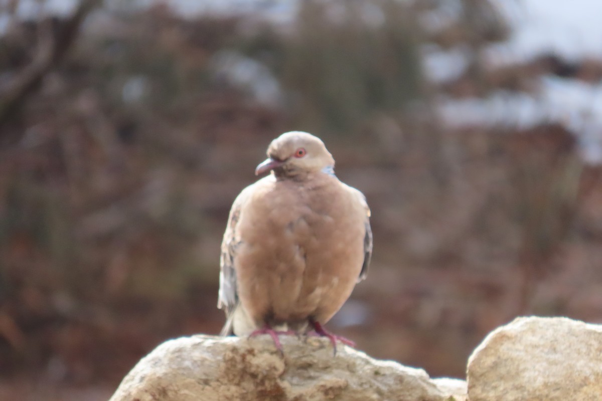 Oriental Turtle-Dove - Reza Askari