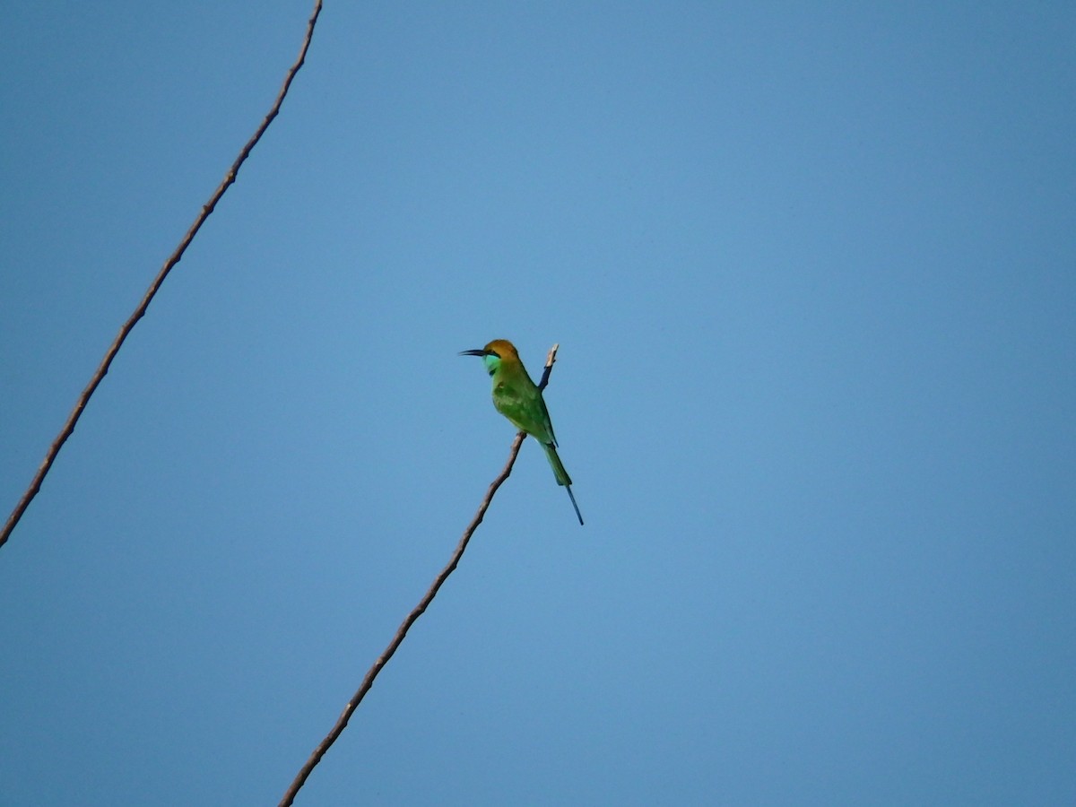 Asian Green Bee-eater - Marina Pachón Mena