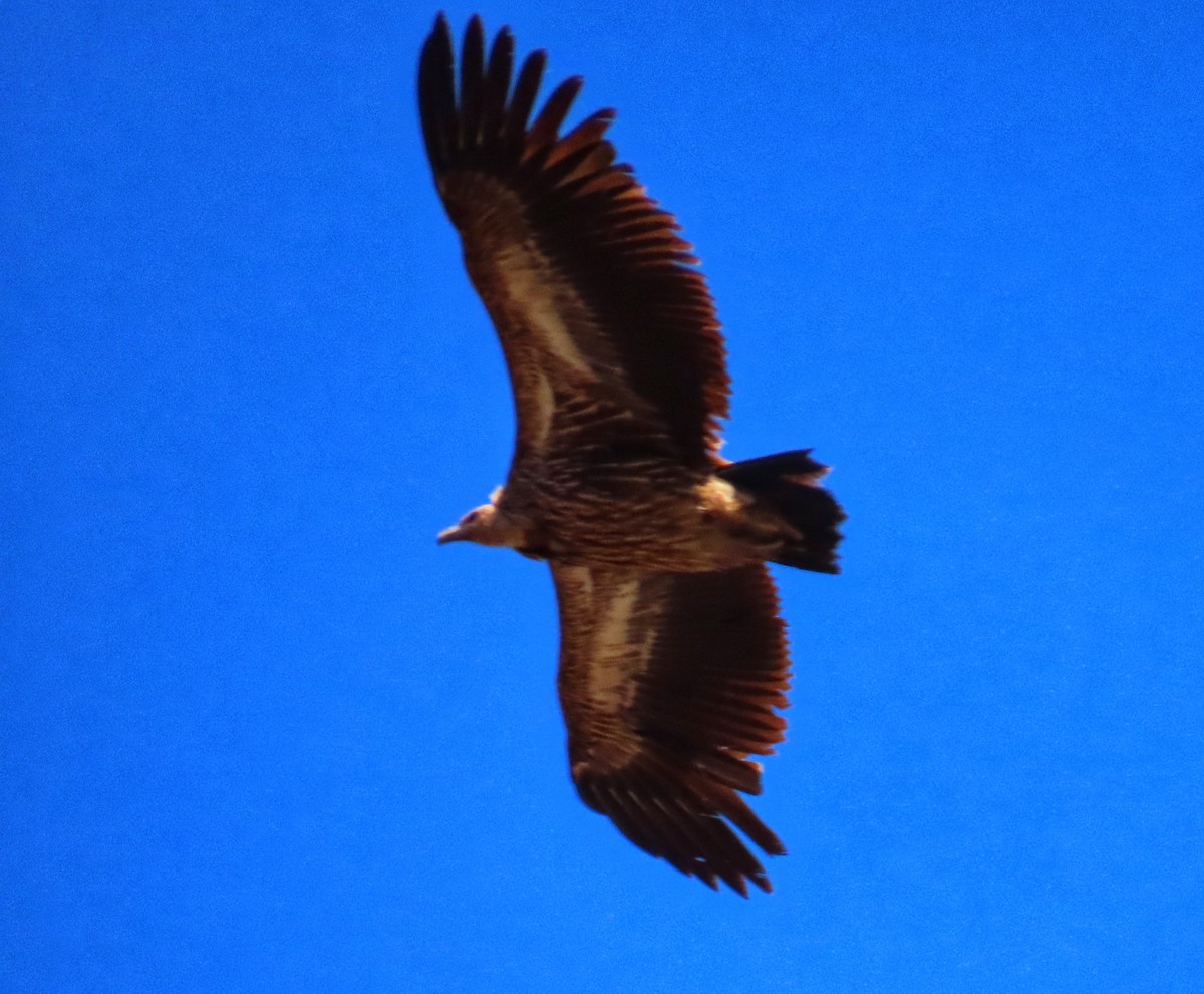 Himalayan Griffon - ML617262868