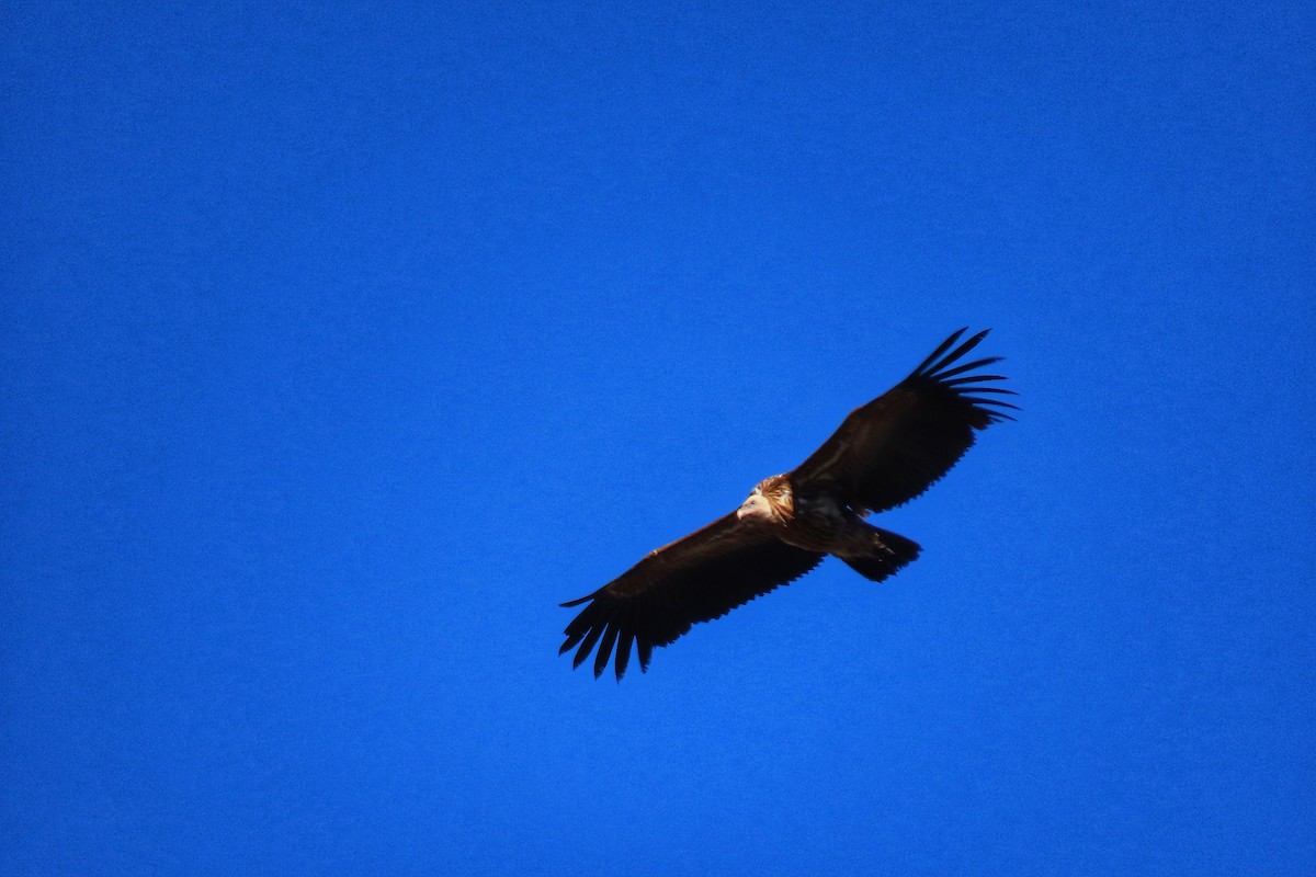 Himalayan Griffon - ML617262869