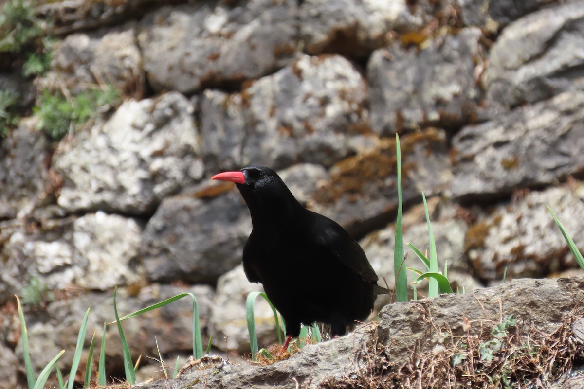 Red-billed Chough - ML617262890