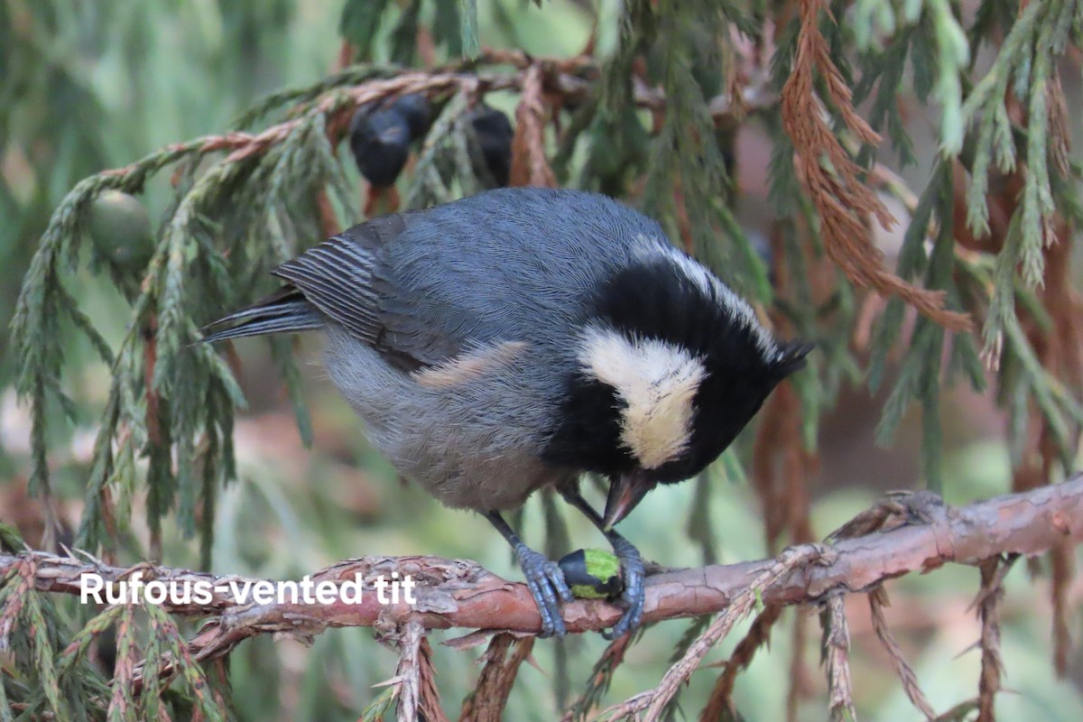 Rufous-vented Tit - ML617262900