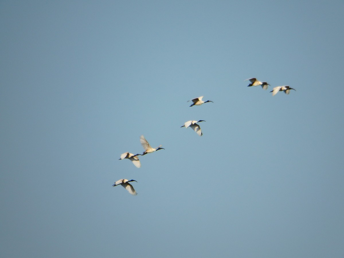 Black-headed Ibis - ML617262934