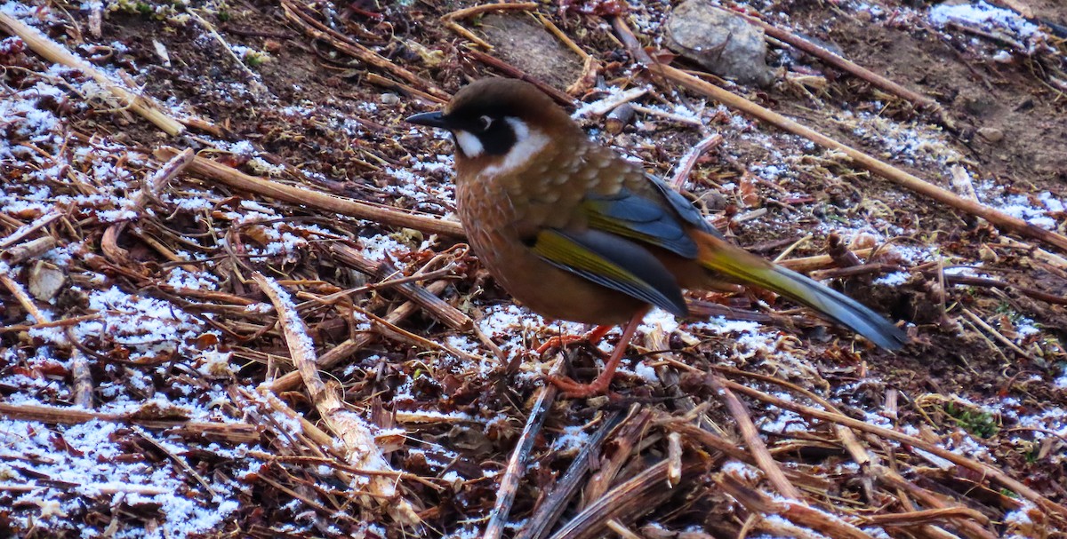 Black-faced Laughingthrush - ML617262936