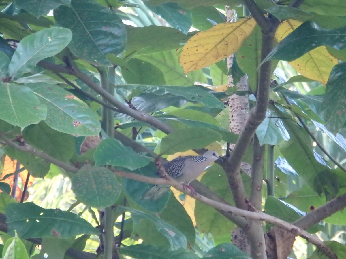 Spotted Dove - ML617262966